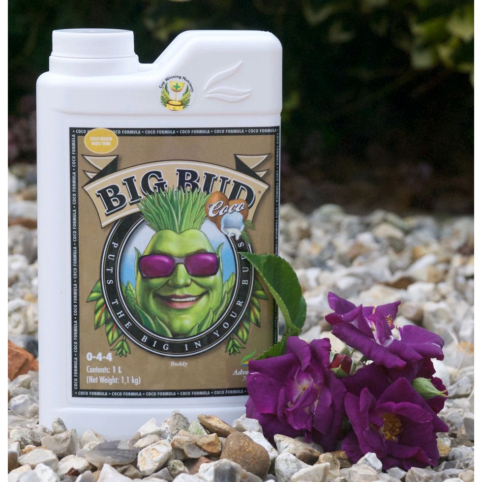 Big Bud